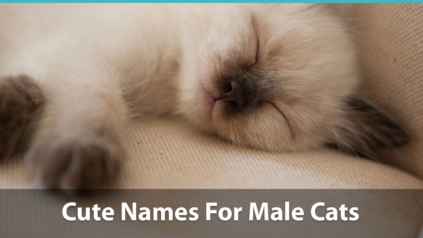 200 Best Boy Cat Names: Unique, Popular and Funny Ideas