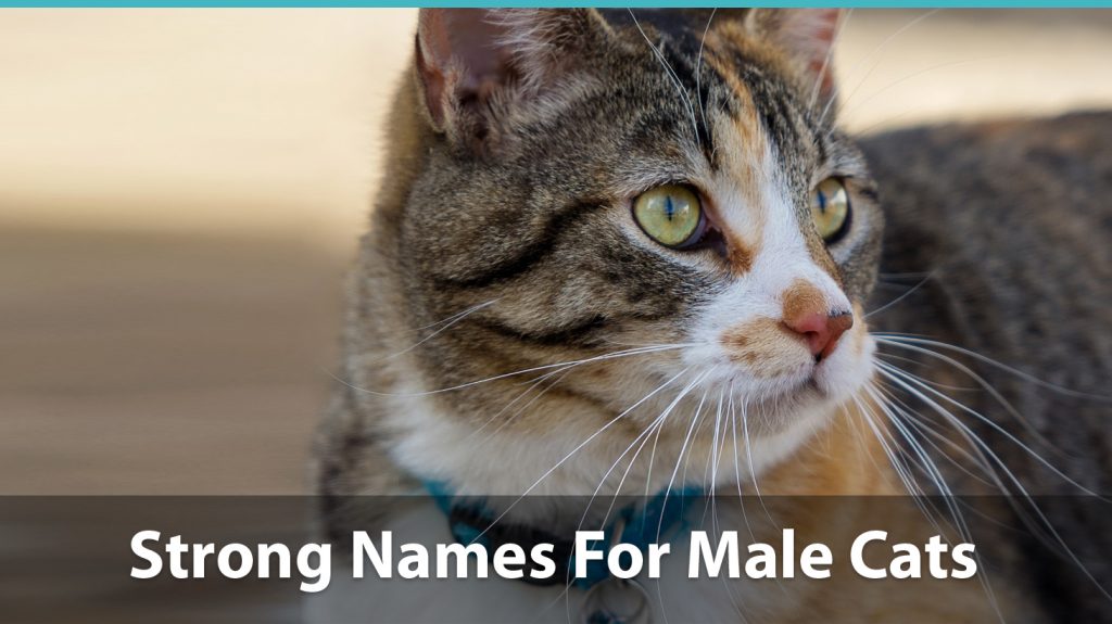 Top 200+ Names For Boy Cats (cute, Funny, Unique, & Pun Names!)