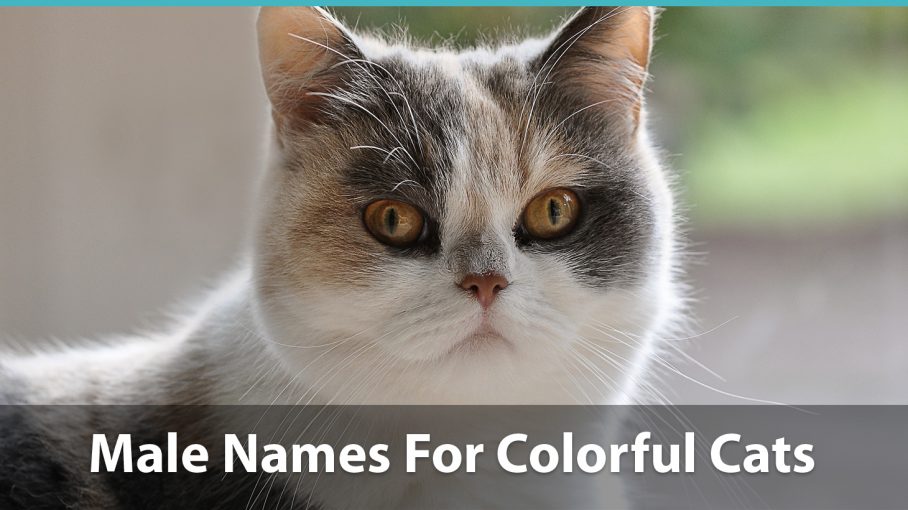 Top 200+ Names For Boy Cats (Cute, Funny, Unique, & Pun Names!)