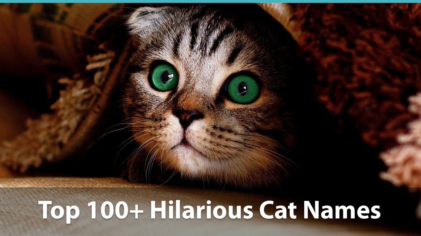 Top 100+ Funny Cat Names (Historical, Puns, & Pop Culture Inspired!)
