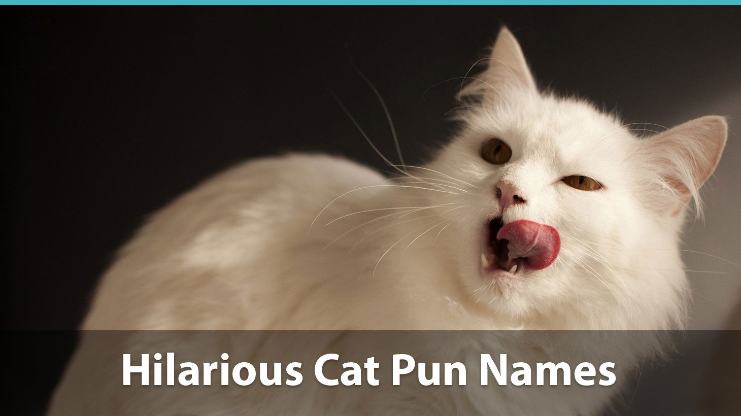 Top 100 Funny Cat Names Historical Puns Pop Culture Inspired