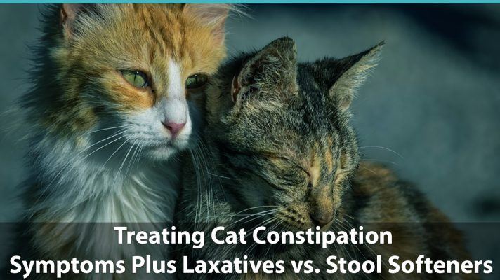 Treating Cat Constipation | Symptoms and Laxatives vs. Stool Softeners