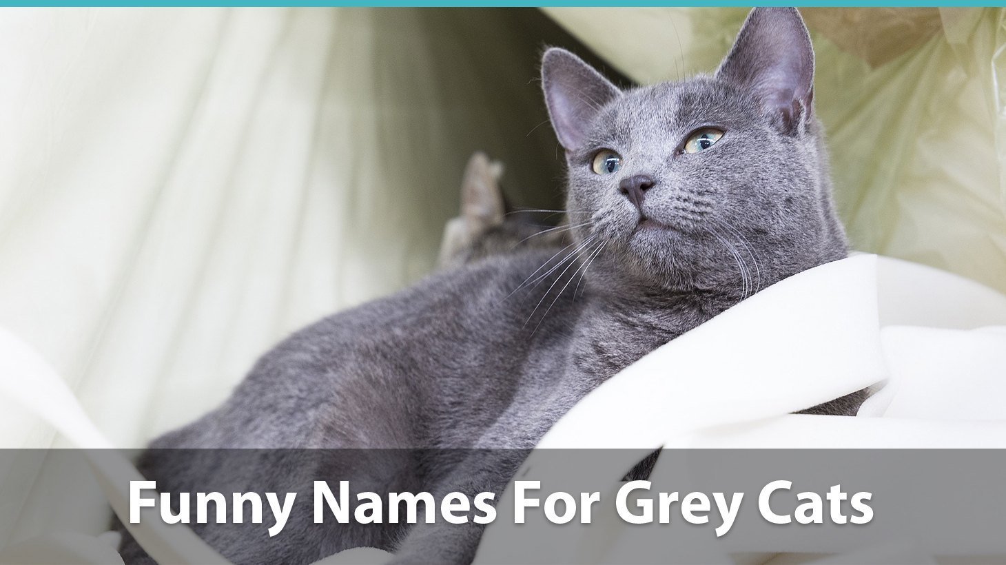 Top 120 Names For Grey Cats (Cute, Funny, Unique, Puns, Pop Culture Inspired And More Gray Cat Names)