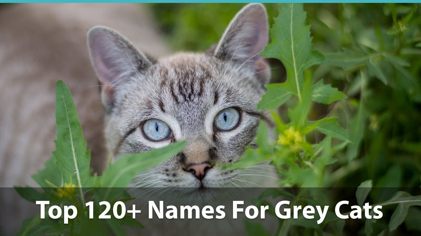 Top 120+ Names For Grey Cats (Cute, Funny, Unique, Puns, And More!)