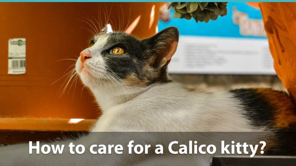 Calico cat care