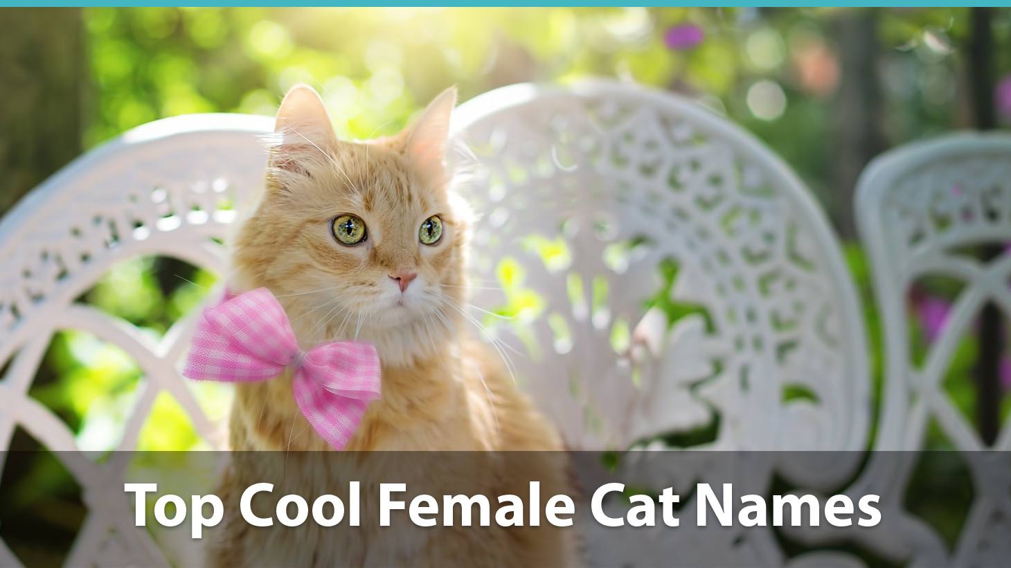 Top 0 Cool Cat Names For Boy And Girl Kitties