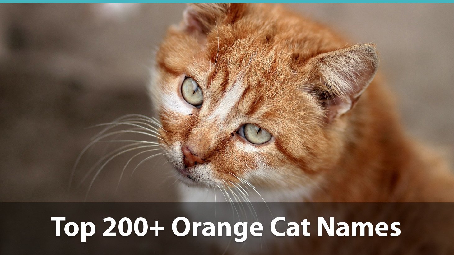 Top 200+ Names For Orange Cats: Funny, Traditional, Unique, And More!