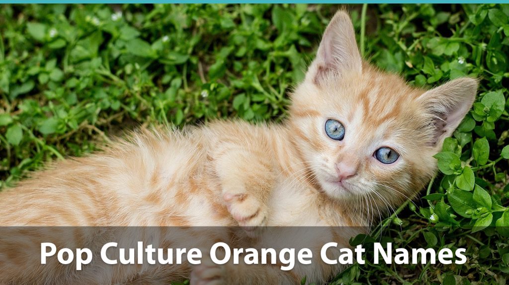 Top 200+ Names For Orange Cats