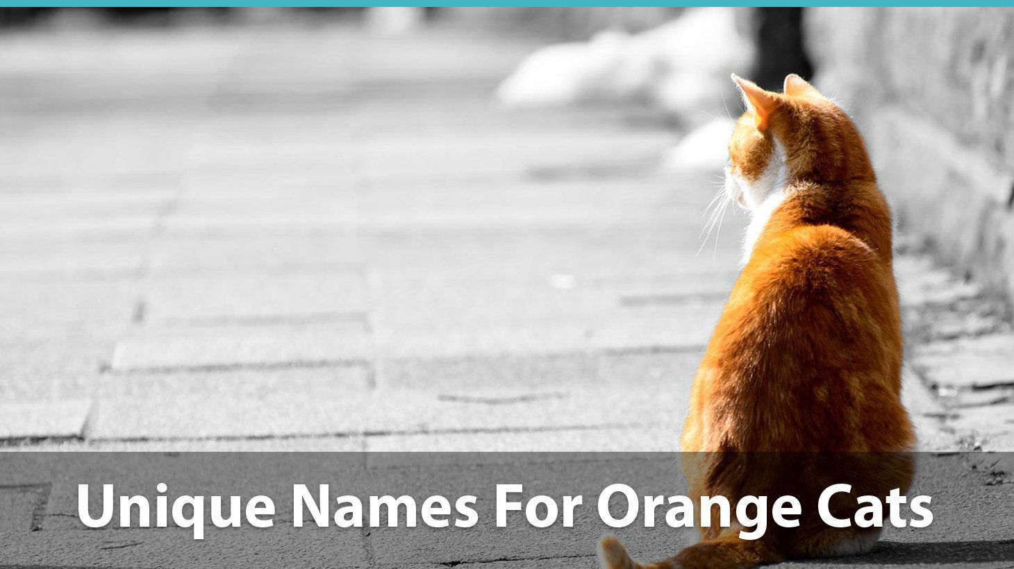 Top 200 Names For Orange Cats Funny Traditional Unique And More