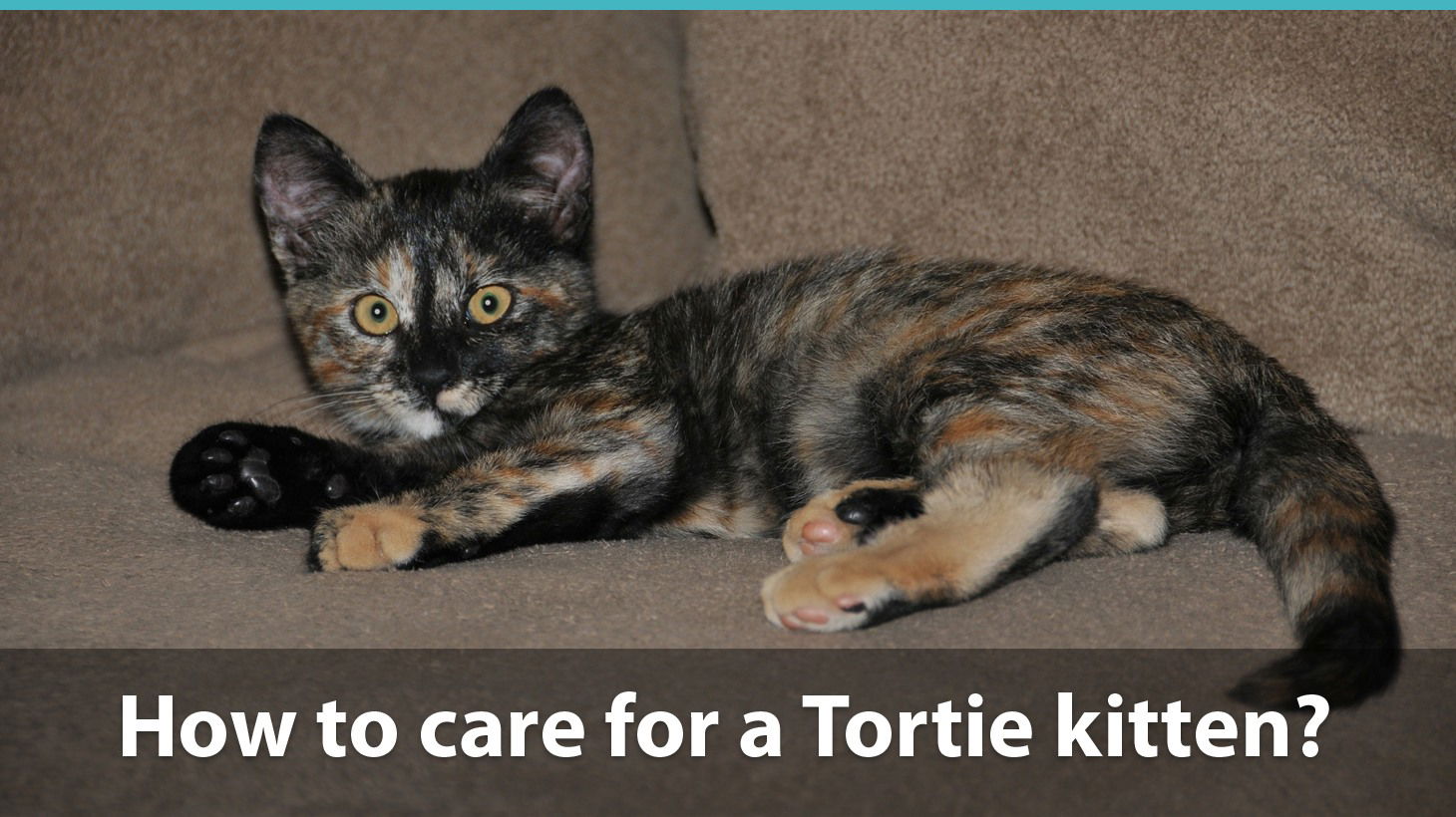 Facts About Tortoiseshell Cats What You Need To Know About Torties