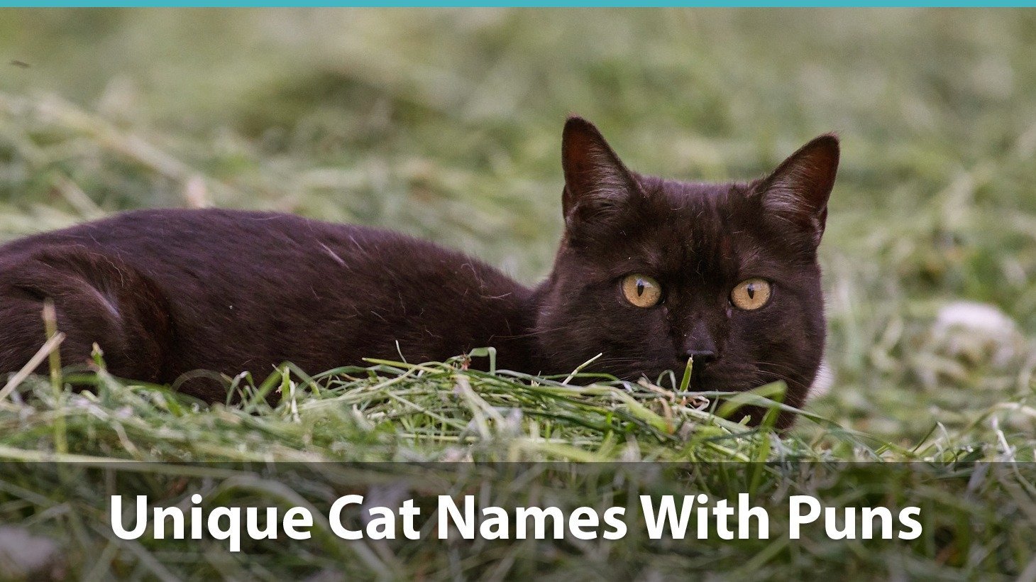 Top 200+ Unique Cat Names: Puns, Funny Options, And More!