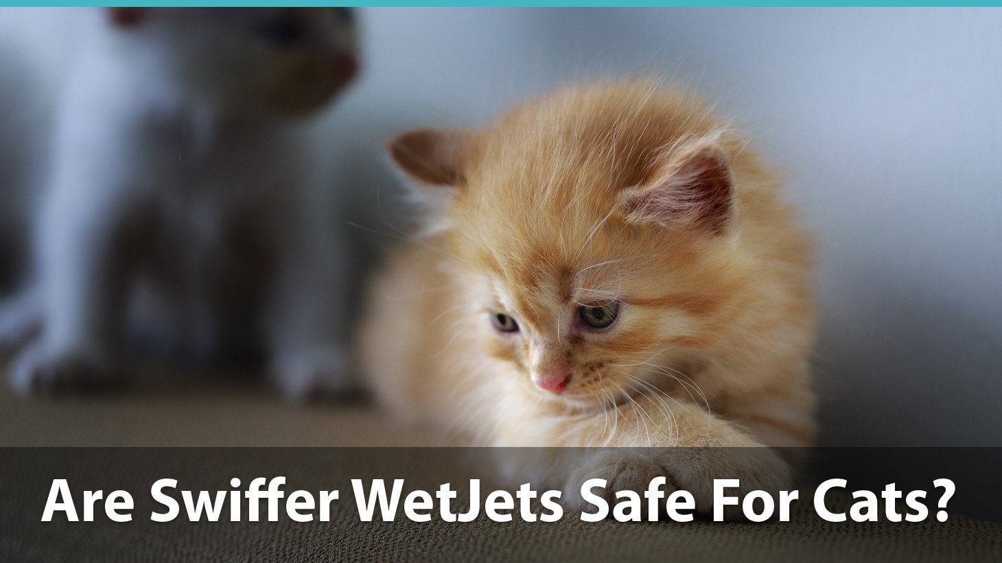 Are Swiffer WetJets Safe Or Are They Toxic And Bad For Cats?