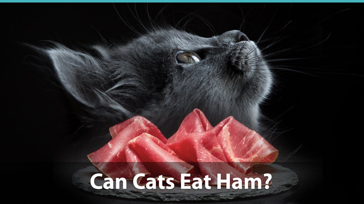 øge Bare gør Arne Can Cats Eat Ham Or Is It Bad For Them?
