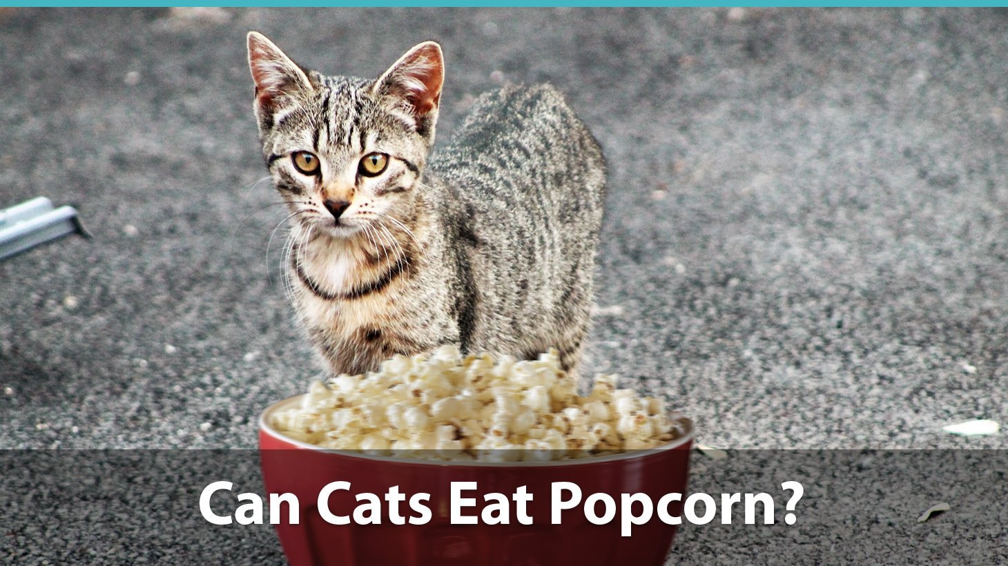 Can Cats Eat Popcorn Or Is It Bad For Them? - Catological