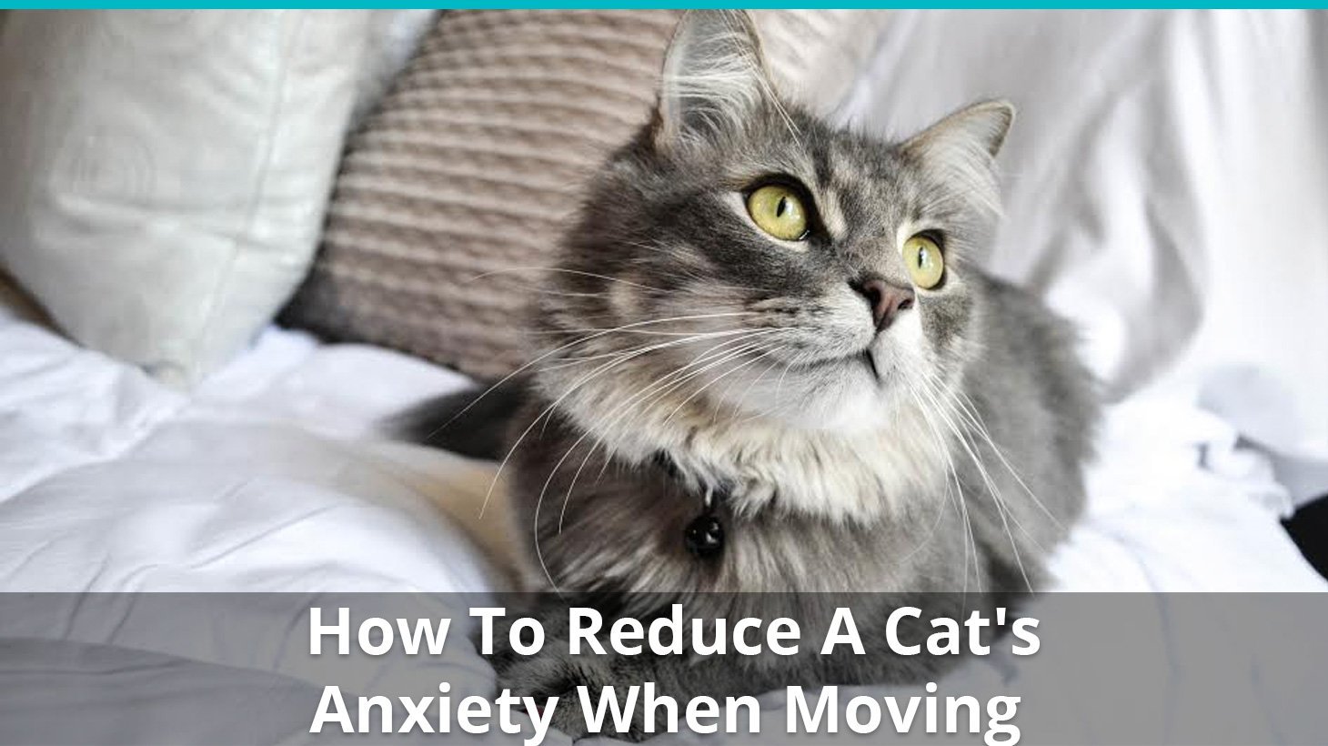 reduce cats anxiety moving