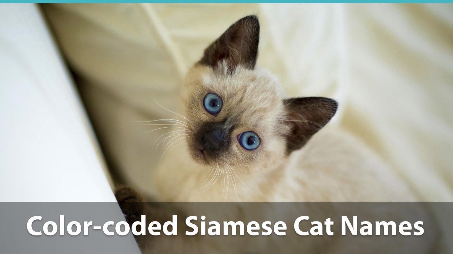 Top 120+ Siamese Cat Names - Catological