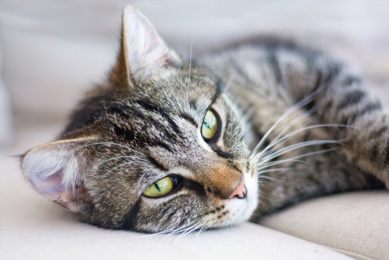 tabby cat lying down