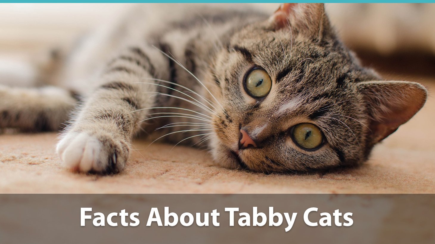 Facts About Tabby Cats | Traits, Health Issues, Price And Everything Else!
