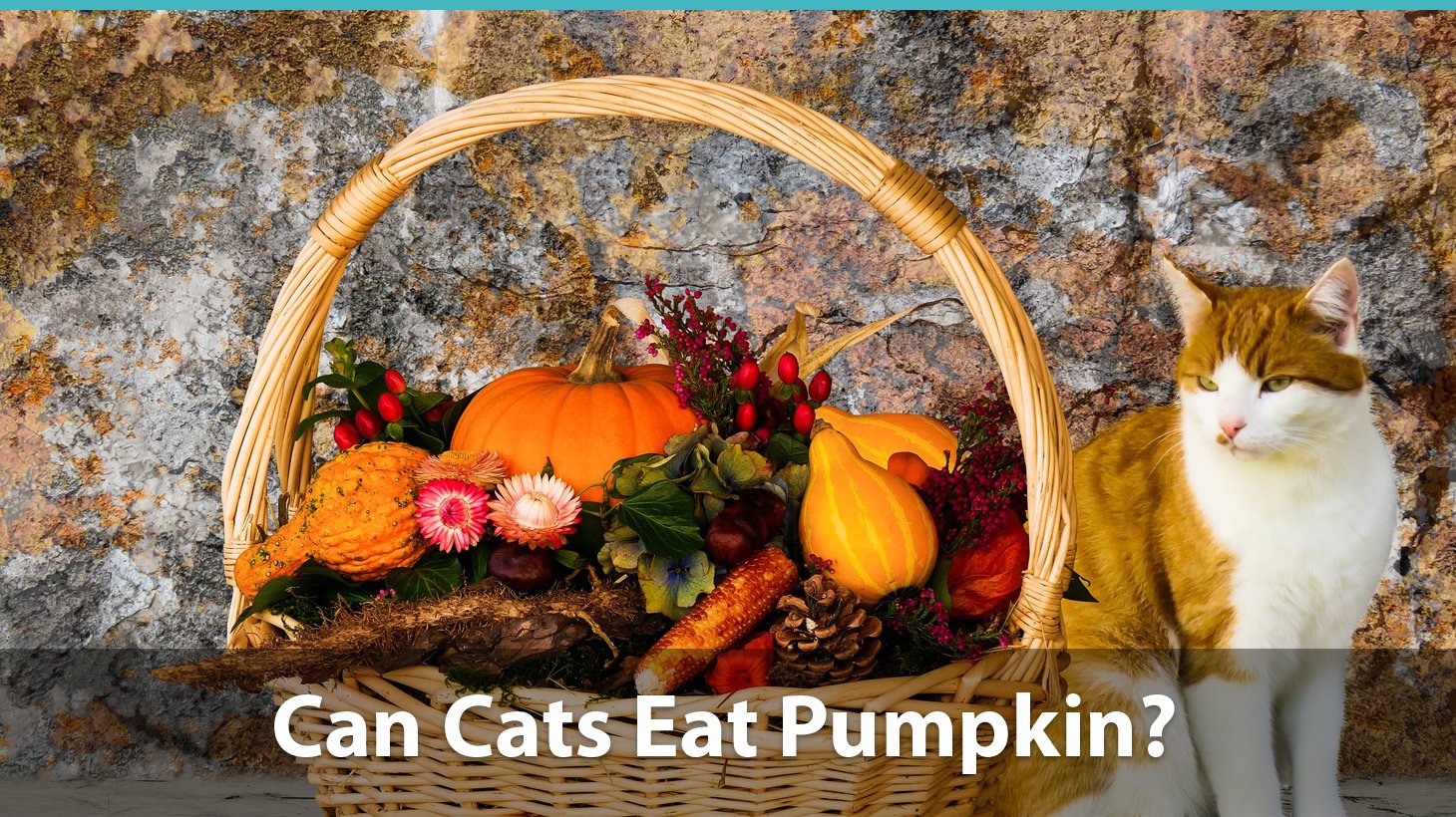Can Cats Eat Pumpkin Or Is It Bad For Them 