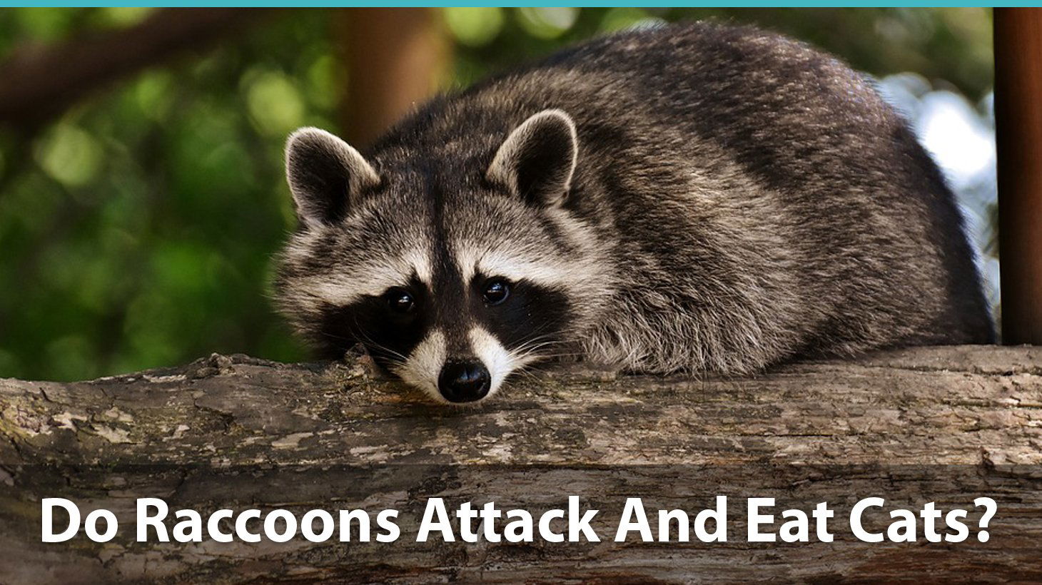 are raccoons cats or dogs