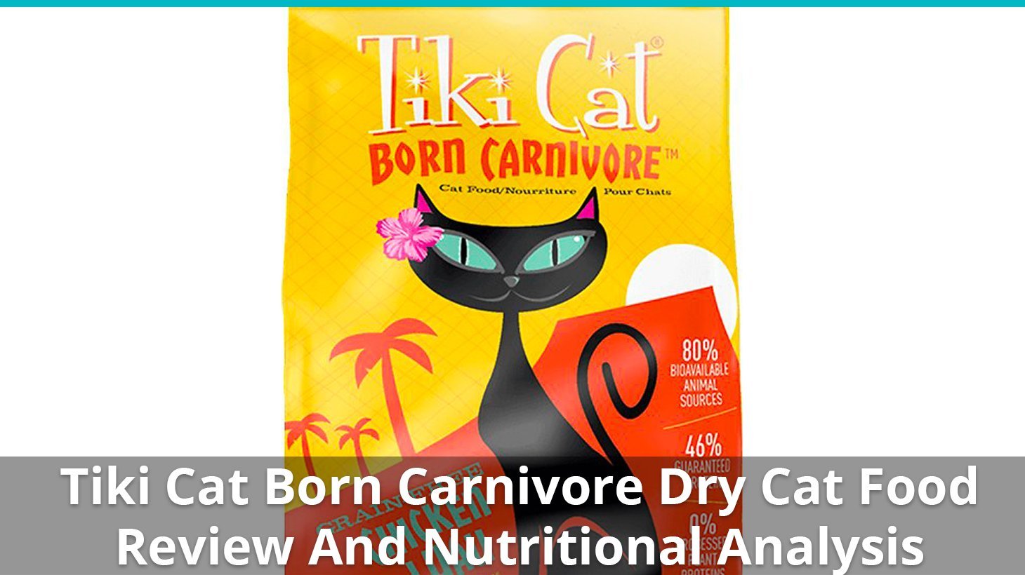 tiki cat born carnivore