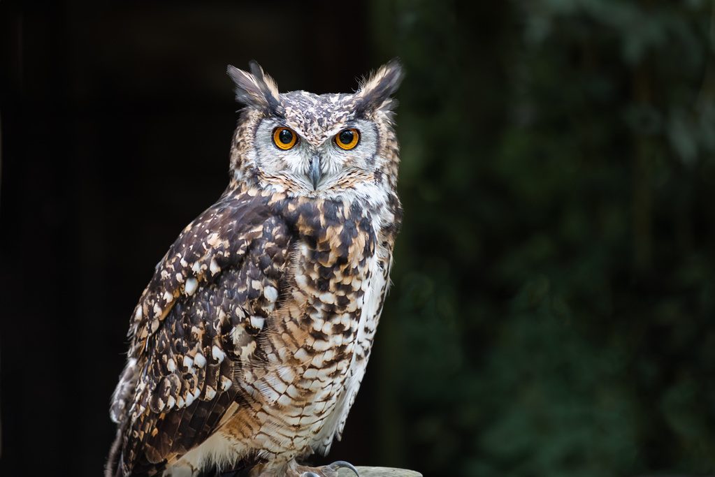 Perched Owl