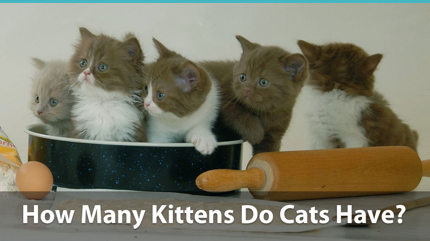 Average number of cheap kittens in a litter