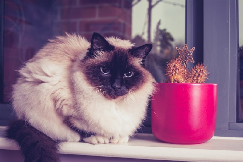 birman cat sitting beside a cactus