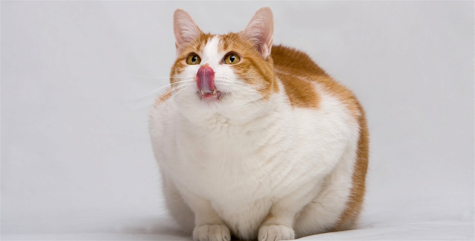 a fat cat licking his lips