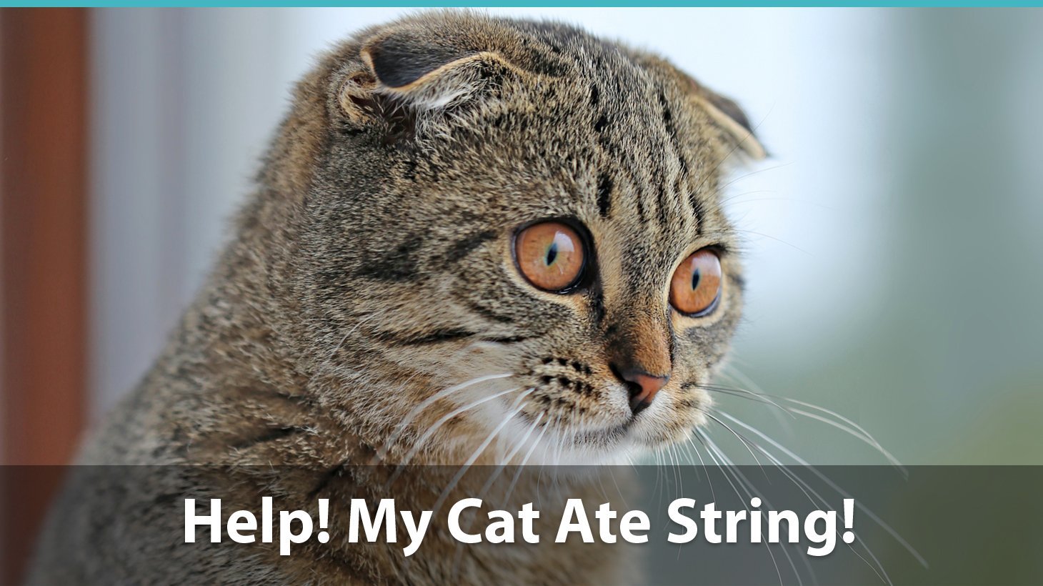 What To Do If Your Cat Ate String: Is It Dangerous? Will She ...
