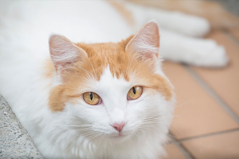 turkish van cat