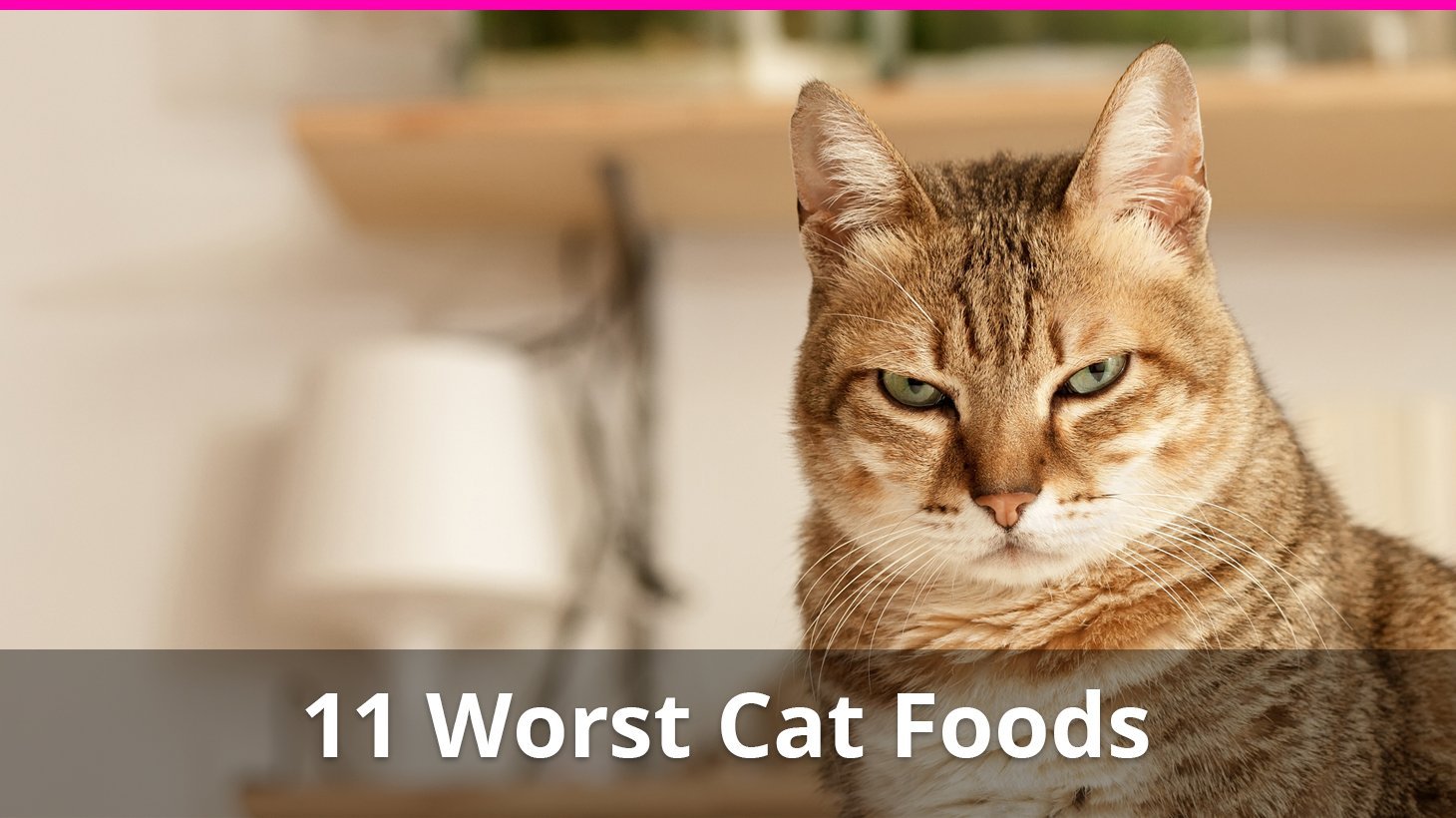 11 worst cat foods