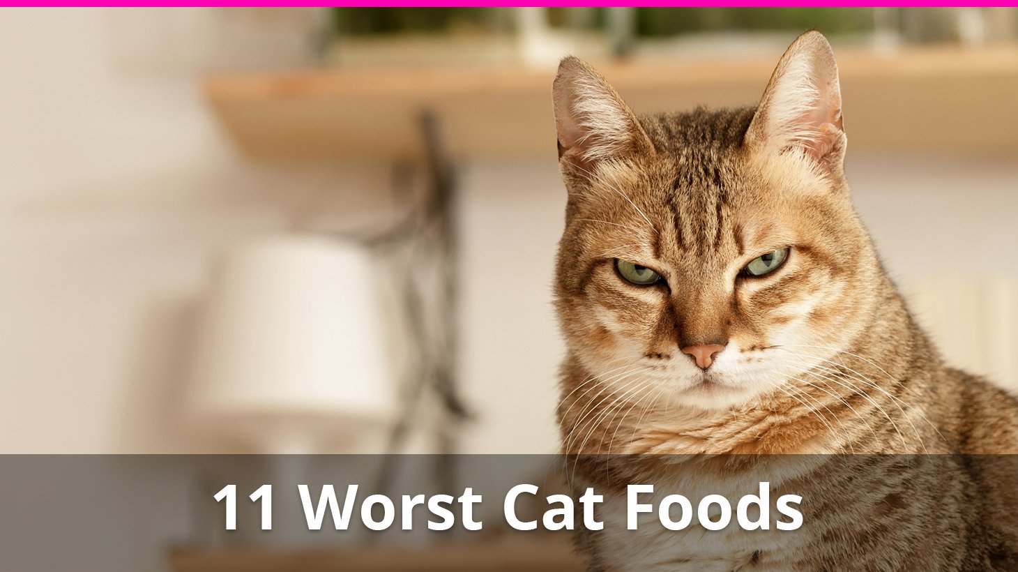 The 11 Worst Cat Foods And 15 Ingredients To Stay Away From