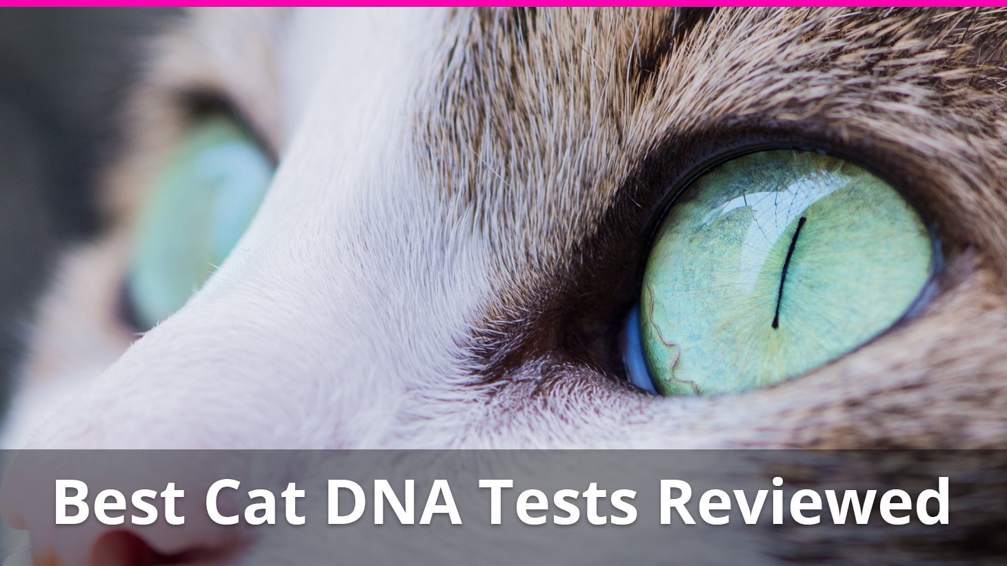 best cat dna test reviews