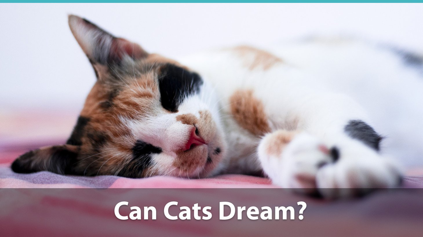 Могут ли коты видеть сны. Dream Cat.