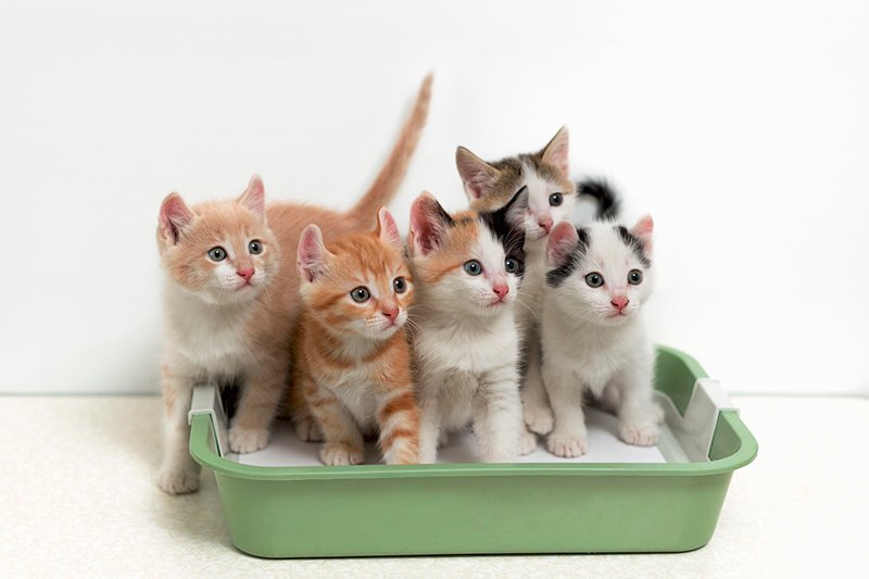 kittens inside the litter box