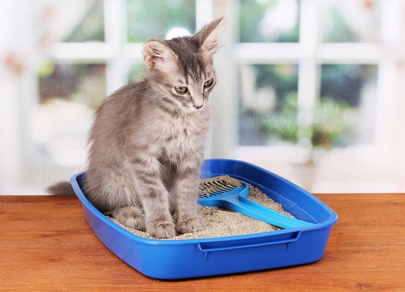 small cat sitting in litter box