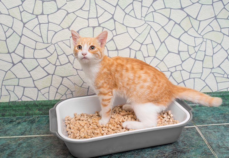 small cat standing in litter box