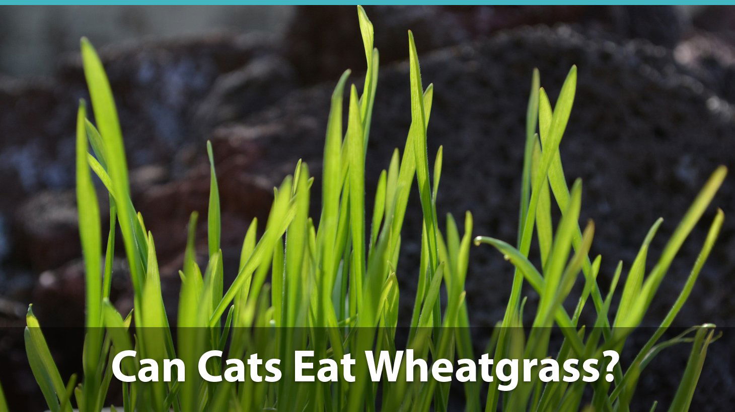 Can Cats Eat Wheatgrass