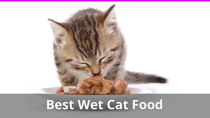 The Best Wet Cat Food Brands with Ratings & Reviews for 2024