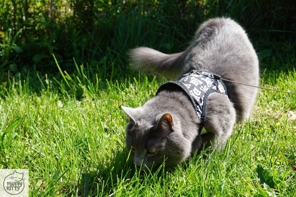 traveling cat outside with a harness and leash