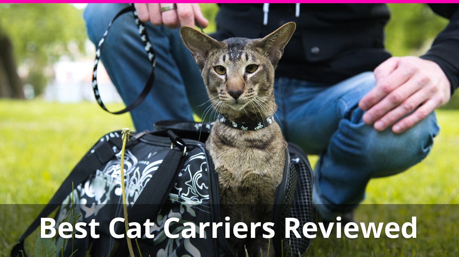 best cat carriers reviewed