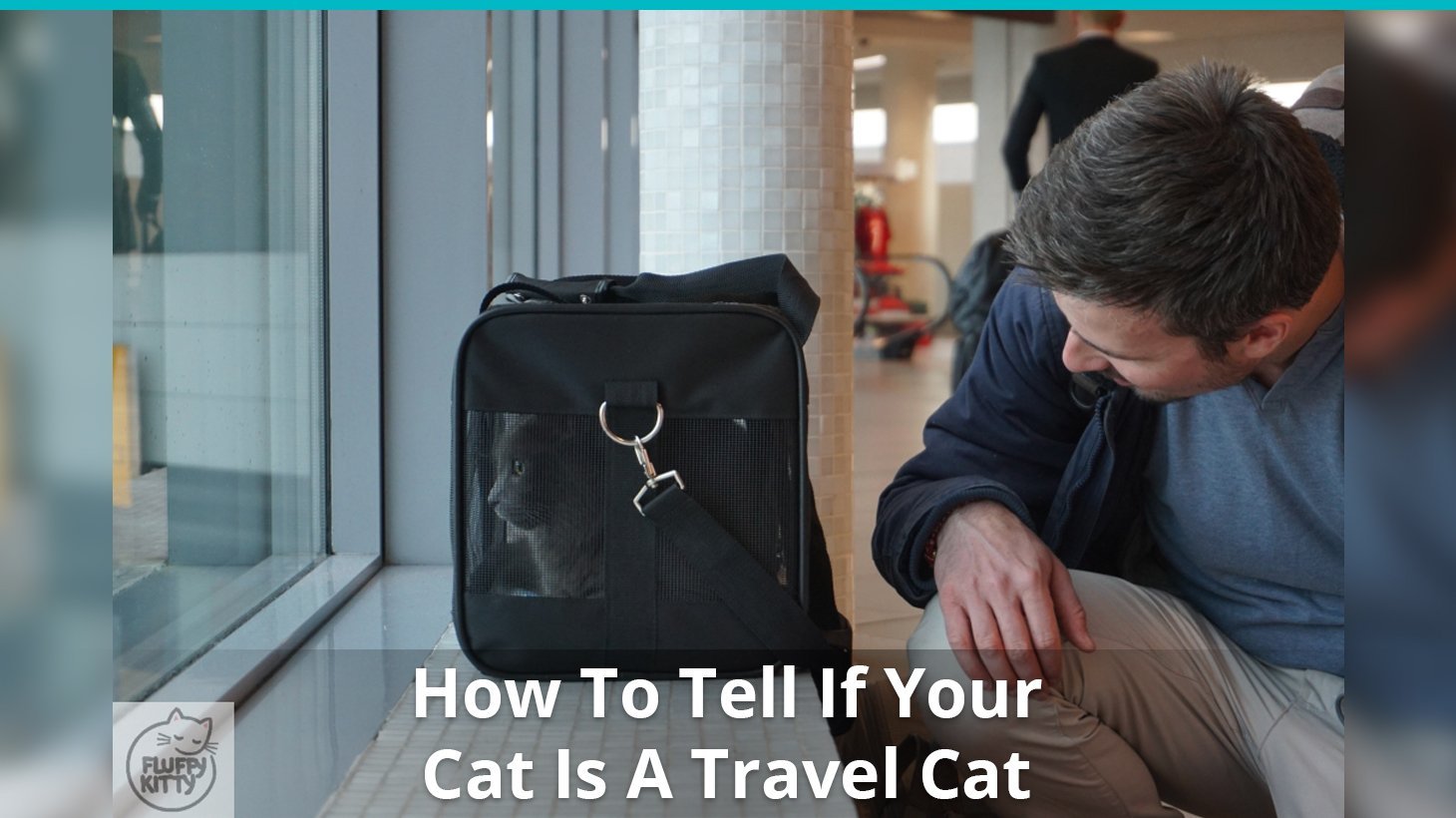 how to tell travel cat