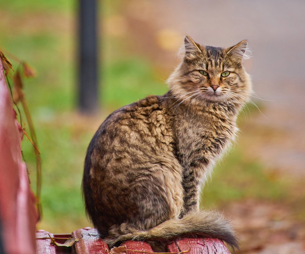 Lonely tabby cat is sitting on the bench outside