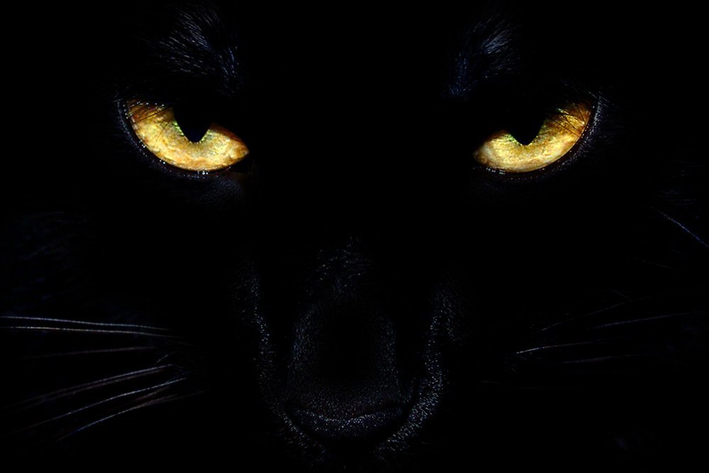 badass angry black cat eyes