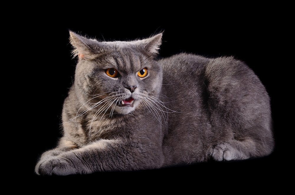 angry grey cat on black background