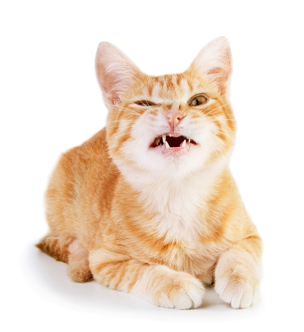 badass snarling orange cat