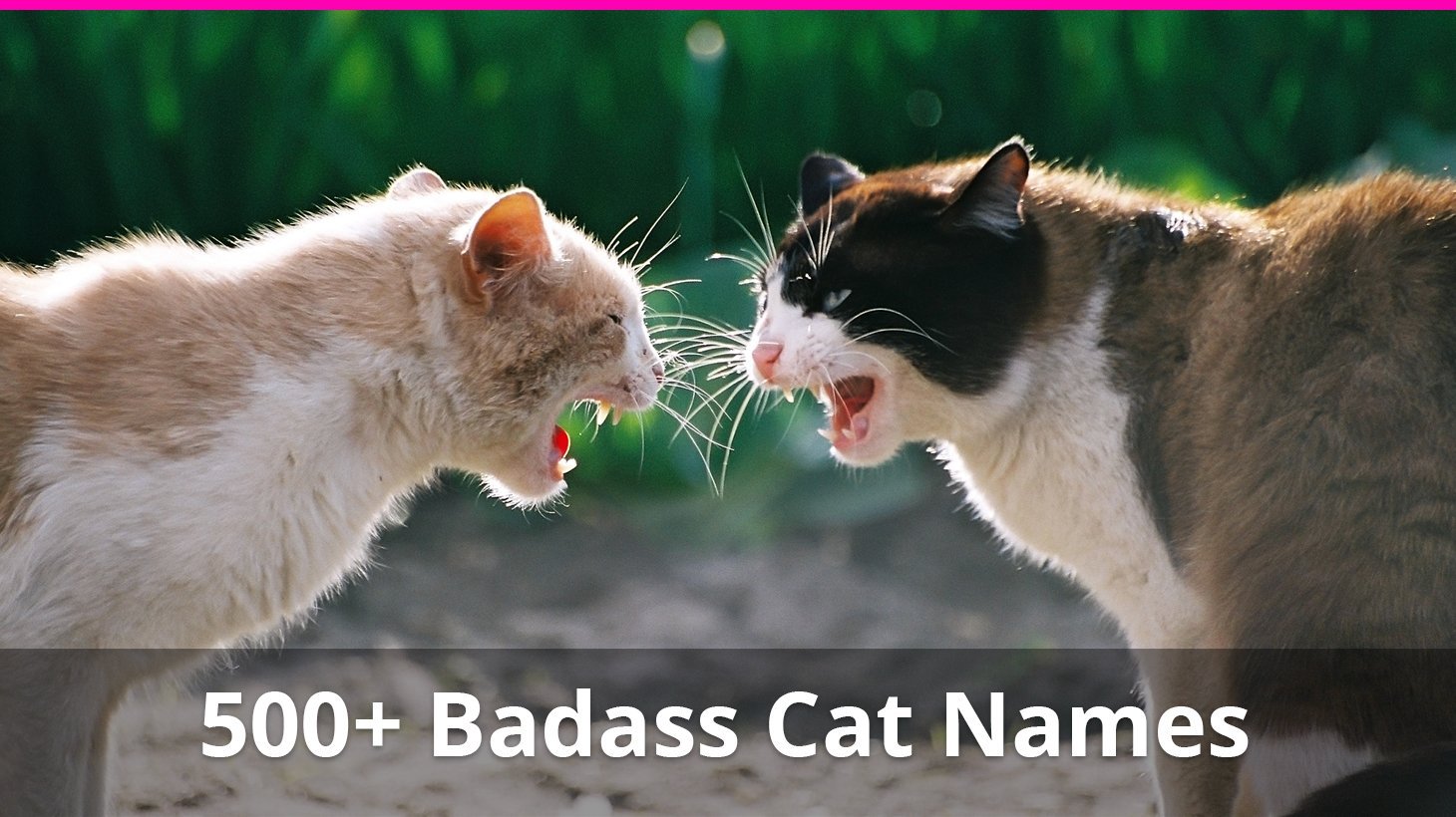 Best 500+ Badass and Tough Cat Names For Male And Female Kitties