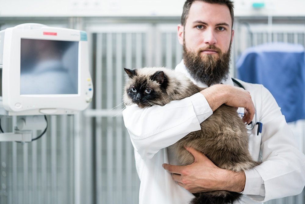 bearded vet holding a cat