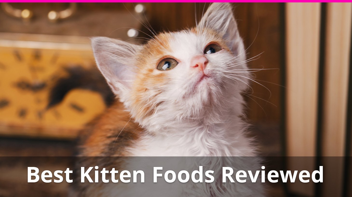 Best Kitten Food For Healthy Baby Cats: Reviews of Top Wet & Dry Brands